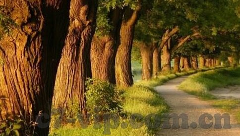 足球中伊之战比分-深度剖析，中伊足球对决历史比分背后的战术博弈与未来展望